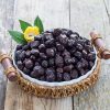 Gurme İnci Tanesi Sofralık Siyah Zeytin 1 kg